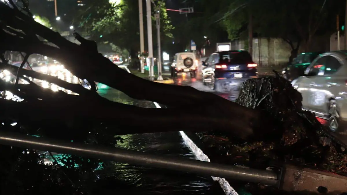 Postes y árboles caídos por la lluvia